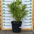 Oleander obyčajný (Nerium oleander) BIELY - výška 60-90 cm, kont.C10L (-10/-12°C) 